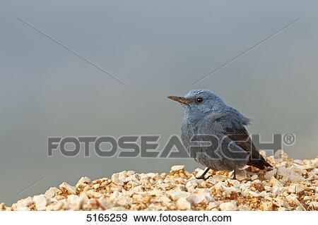 Stock Photo - Blue Rock Thrush, Monticola solitarius . Fotosearch