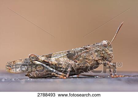 blue-winged grasshopper, Oedipoda caerulescens, close-up View Large Photo Image Stock Image - blue-winged grasshopper, Oedipoda caerulescens, close-up . Fotosearch