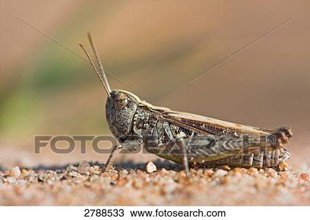 blue-winged grasshopper, Oedipoda caerulescens, close-up View Large Photo Image Stock Image - blue-winged grasshopper, Oedipoda caerulescens, close-up . Fotosearch