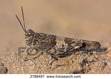 Stock Photo - blue-winged grasshopper, Oedipoda caerulescen, close-up . Fotosearch