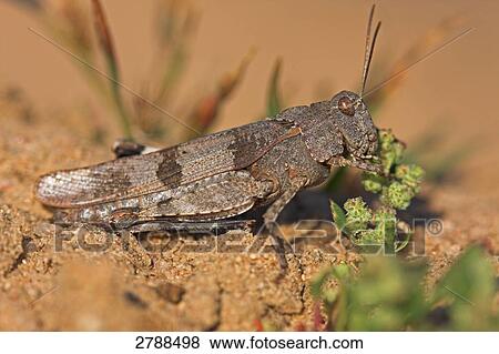 Stock Photo - blue-winged grasshopper, Oedipoda caerulescen, close-up . Fotosearch