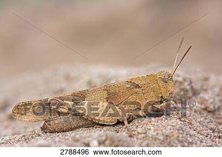 blue-winged grasshopper, Oedipoda caerulescen, close-up View Large Photo Image Stock Photograph - blue-winged grasshopper, Oedipoda caerulescen, close-up . Fotosearch