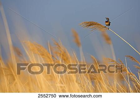 Bluethroat (Luscinia svecica) perching on reed View Large Photo Image Stock Image - Bluethroat (Luscinia svecica) perching on reed . Fotosearch