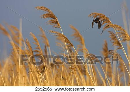 Bluethroat (Luscinia svecica) perching on reed View Large Photo Image Stock Photography - Bluethroat (Luscinia svecica) perching on reed . Fotosearch