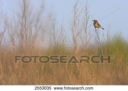 Stock Photography - Bluethroat (Luscinia svecica) perching on reed . Fotosearch