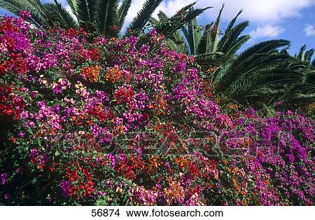 Picture - Bougainvillea flowers blooming on tree, Pajara, Majorca, Balearic Islands, Spain . Fotosearch