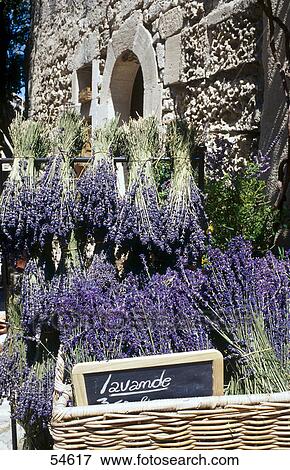 Stock Photo - Bouquet of lavender flowers at shop . Fotosearch