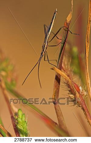Stock Photo - bug, close-up . Fotosearch