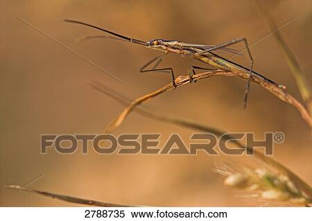 Stock Photography - bug, close-up . Fotosearch