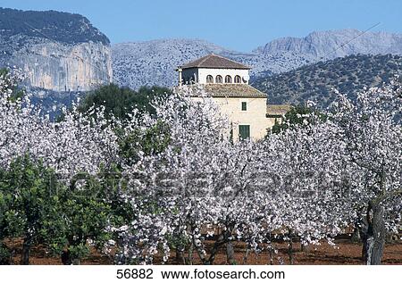 Stock Image - Building behind trees on a landscape . Fotosearch
