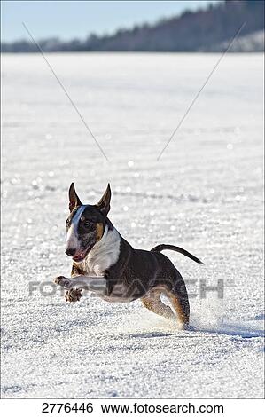 Bull Terrier running in snow View Large Photo Image Stock Photograph - Bull Terrier running in snow . Fotosearch