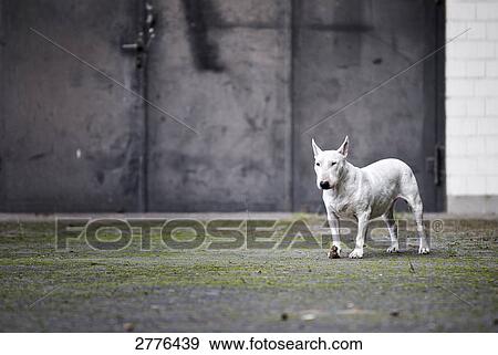 Bull Terrier walking in field View Large Photo Image Stock Photo - Bull Terrier walking in field . Fotosearch