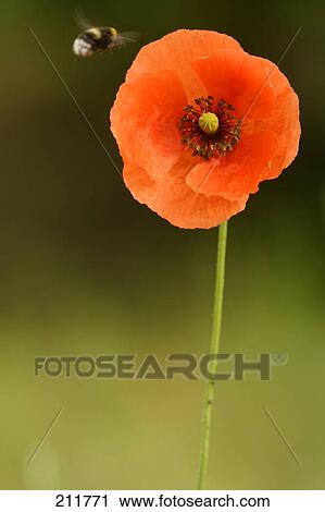 Bumble bee flying above Corn Poppy (Papaver rhoeas) flower View Large Photo Image Stock Image - Bumble bee flying above Corn Poppy (Papaver rhoeas) flower . Fotosearch