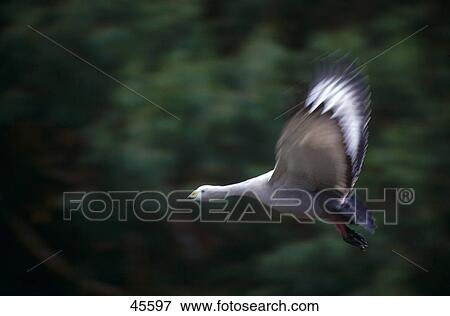 Cape Barren Goose (Cereopsis novaehollandiae) in flight, Kangaroo Island, Flinders Chase National park, Australia View Large Photo Image Stock Photo - Cape Barren Goose (Cereopsis novaehollandiae) in flight, Kangaroo Island, Flinders Chase National park, Australia . Fotosearch