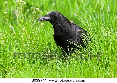 Carrion Crow (Corvus corone) sitting in meadow, side view View Large Photo Image Stock Image - Carrion Crow (Corvus corone) sitting in meadow, side view . Fotosearch
