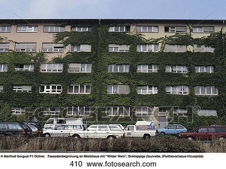 Cars parked in front of ivy (Parthenocissus tricuspidata) covered apartments, Frankfurt, Hesse, Germany View Large Photo Image Stock Image - Cars parked in front of ivy (Parthenocissus tricuspidata) covered apartments, Frankfurt, Hesse, Germany . Fotosearch