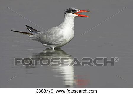 Caspian Tern (Hydroprogne caspia) singing in shallow water, side view View Large Photo Image Stock Photo - Caspian Tern (Hydroprogne caspia) singing in shallow water, side view . Fotosearch