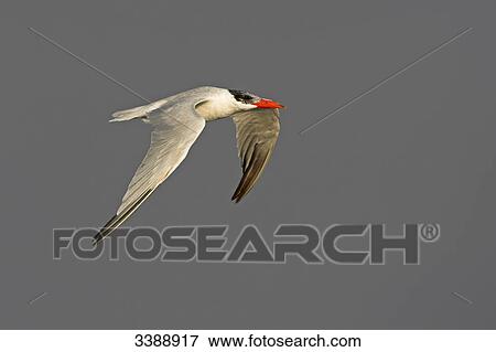 Stock Photo - Caspian Tern (Hydroprogne caspia) flying, side view . Fotosearch