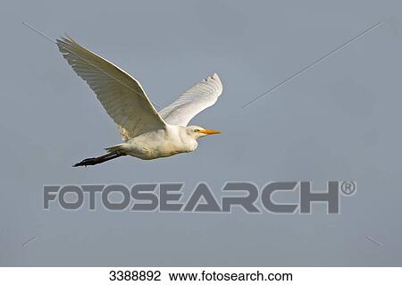 Cattle Egret (Bubulcus ibis) flying, side view View Large Photo Image Stock Image - Cattle Egret (Bubulcus ibis) flying, side view . Fotosearch