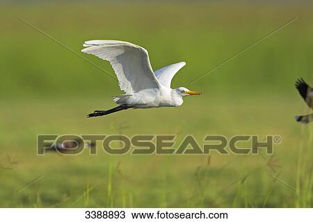 Cattle Egret (Bubulcus ibis) flying over grass View Large Photo Image Stock Image - Cattle Egret (Bubulcus ibis) flying over grass . Fotosearch