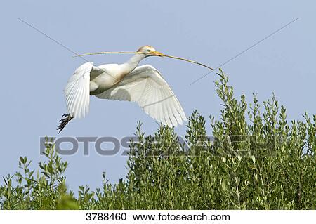 Stock Image - Cattle Egret (Bubulcus ibis) flying . Fotosearch