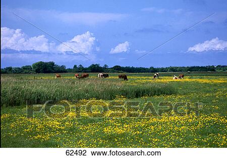 Cattle grazing in meadow, Sylt, Schleswig-Holstein, Germany, Europe View Large Photo Image Stock Image - Cattle grazing in meadow, Sylt, Schleswig-Holstein, Germany, Europe . Fotosearch