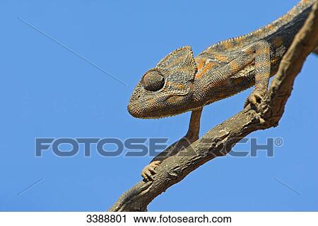 Chameleon (Chamaeleo chamaeleon) climbing on a branch, low angle view View Large Photo Image Stock Image - Chameleon (Chamaeleo chamaeleon) climbing on a branch, low angle view . Fotosearch