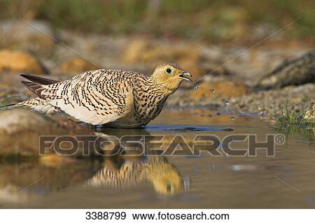 Stock Photo - Chestnut-bellied Sandgrouse (Pterocles exustus) standing in the water, side view . Fotosearch
