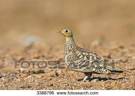 Chestnut-bellied Sandgrouse (Pterocles exustus), side view View Large Photo Image Stock Photograph - Chestnut-bellied Sandgrouse (Pterocles exustus), side view . Fotosearch