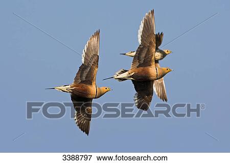 Chestnut-bellied Sandgrouses (Pterocles exustus) flying against a blue sky, low angle view View Large Photo Image Stock Photo - Chestnut-bellied Sandgrouses (Pterocles exustus) flying against a blue sky, low angle view . Fotosearch