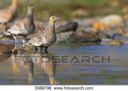 Chestnut-bellied Sandgrouses (Pterocles exustus) on the waterfront View Large Photo Image Stock Photo - Chestnut-bellied Sandgrouses (Pterocles exustus) on the waterfront . Fotosearch