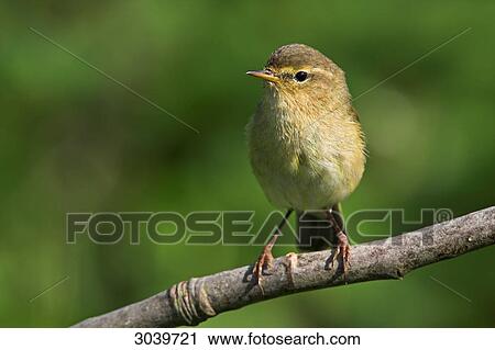 Chiffchaff (Phylloscopus collybita) sitting on branch, close-up View Large Photo Image Stock Image - Chiffchaff (Phylloscopus collybita) sitting on branch, close-up . Fotosearch