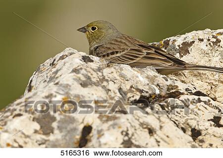 Stock Photograph - Cinereous Bunting, Emberiza cineracea . Fotosearch