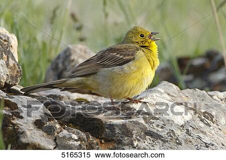 Cinereous Bunting, Emberiza cineracea View Large Photo Image Stock Photography - Cinereous Bunting, Emberiza cineracea . Fotosearch
