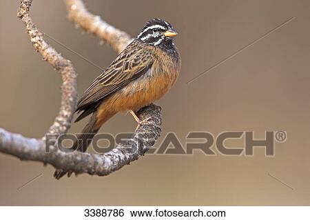 Cinnamon-breasted Bunting (Emberiza tahapisi) perching on a twig, close-up View Large Photo Image Stock Photograph - Cinnamon-breasted Bunting (Emberiza tahapisi) perching on a twig, close-up . Fotosearch