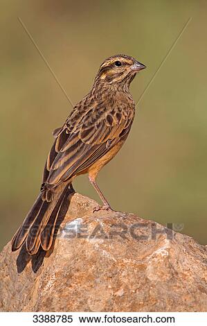 Stock Photography - Cinnamon-breasted Bunting (Emberiza tahapisi) sitting on a stone . Fotosearch