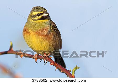 Stock Image - Cirl Bunting (Emberiza cirlus) perching on branch, close-up . Fotosearch