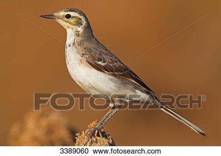 Citrine Wagtail (Motacilla citreola), side view View Large Photo Image Stock Image - Citrine Wagtail (Motacilla citreola), side view . Fotosearch