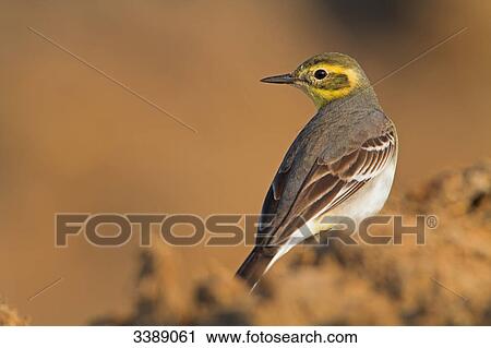 Citrine Wagtail (Motacilla citreola), close-up View Large Photo Image Stock Image - Citrine Wagtail (Motacilla citreola), close-up . Fotosearch