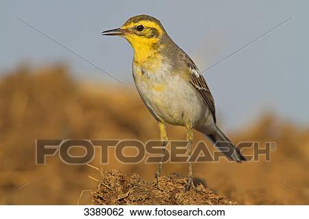 Citrine Wagtail (Motacilla citreola), close-up View Large Photo Image Stock Image - Citrine Wagtail (Motacilla citreola), close-up . Fotosearch