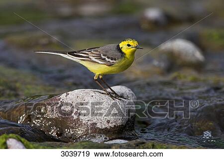Citrine Wagtail (Motacilla citreola) sitting on stone in creek, side view View Large Photo Image Stock Photo - Citrine Wagtail (Motacilla citreola) sitting on stone in creek, side view . Fotosearch