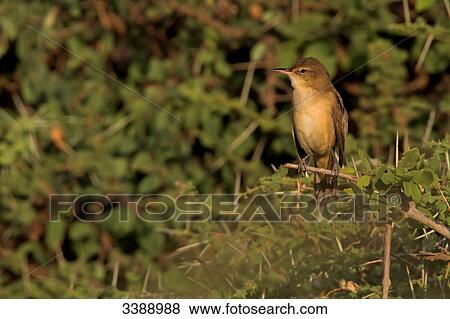 Clamorous Reed-warbler (Acrocephalus stentoreus) perching on a twig View Large Photo Image Stock Photo - Clamorous Reed-warbler (Acrocephalus stentoreus) perching on a twig . Fotosearch
