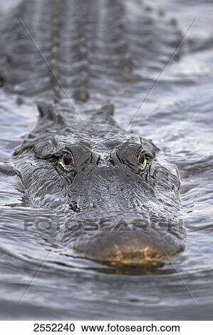 Stock Image - Close-up of American Alligator (Alligator Mississippiensis) swimming in water, Florida, USA . Fotosearch