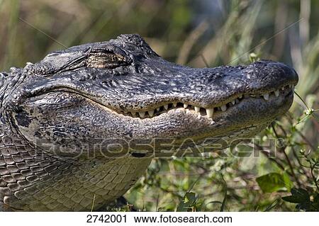 Close-up of American Alligator (Alligator Mississippiensis) in forest, Everglades National Park, Florida, USA View Large Photo Image Stock Image - Close-up of American Alligator (Alligator Mississippiensis) in forest, Everglades National Park, Florida, USA . Fotosearch