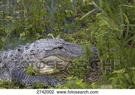 Close-up of American Alligator (Alligator Mississippiensis) in forest, Everglades National Park, Florida, USA View Large Photo Image Stock Image - Close-up of American Alligator (Alligator Mississippiensis) in forest, Everglades National Park, Florida, USA . Fotosearch