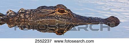 Close-up of American Alligator (Alligator Mississippiensis) swimming in water, Florida, USA View Large Photo Image Stock Photo - Close-up of American Alligator (Alligator Mississippiensis) swimming in water, Florida, USA . Fotosearch