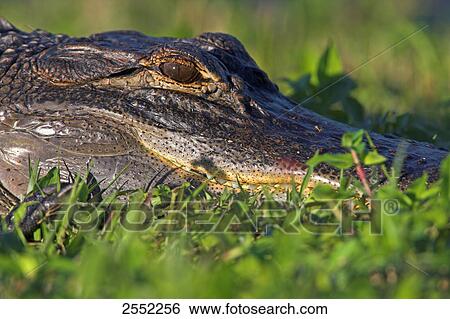 Close-up of American Alligator (Alligator Mississippiensis) in field, Florida, USA View Large Photo Image Stock Photograph - Close-up of American Alligator (Alligator Mississippiensis) in field, Florida, USA . Fotosearch