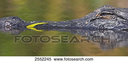 Close-up of American Alligator (Alligator Mississippiensis) in water, Florida, USA View Large Photo Image Stock Photography - Close-up of American Alligator (Alligator Mississippiensis) in water, Florida, USA . Fotosearch