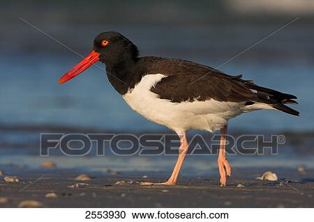 Stock Image - Close-up of American Oystercatcher (Haematopus palliatus) walking at shore . Fotosearch