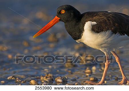 Close-up of American Oystercatcher (Haematopus palliatus) walking at shore View Large Photo Image Stock Image - Close-up of American Oystercatcher (Haematopus palliatus) walking at shore . Fotosearch